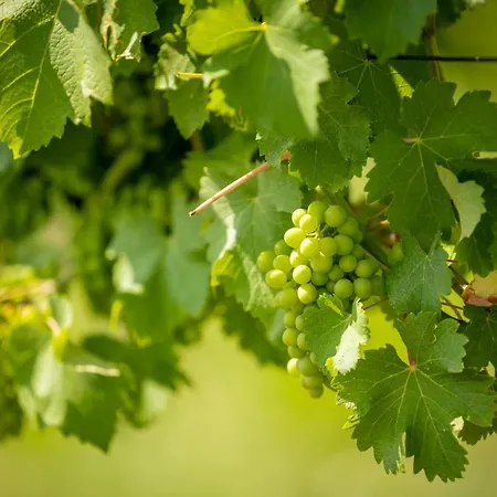 Weingut-Gaestehaus Birnstingl Homestay *
