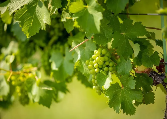 Weingut-gaestehaus Birnstingl Проживание в семье *